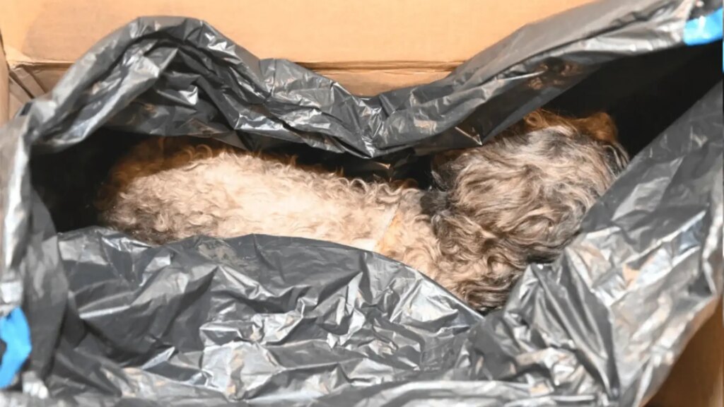 La misteriosa imagen de un perro disecado en los archivos de Epstein que desconcierta a los investigadores