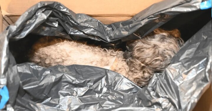 La misteriosa imagen de un perro disecado en los archivos de Epstein que desconcierta a los investigadores