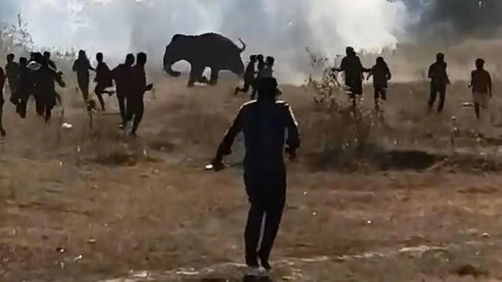 Pánico en la India ante un elefante salvaje que ha matado ya a 22 personas y sigue suelto