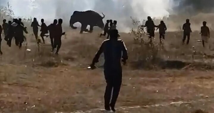 Pánico en la India ante un elefante salvaje que ha matado ya a 22 personas y sigue suelto