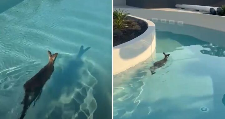 Un canguro ingresó a un parque temático y terminó nadando en una pileta en Australia