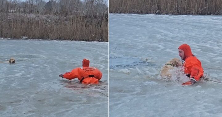 El impresionante rescate de un perro atrapado en un lago helado en Rhode Island que conmovió a las redes sociales