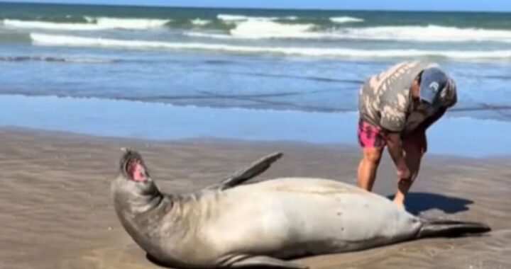 La Lucila del Mar: un turista molestó a un lobo marino y desató polémica en las redes sociales