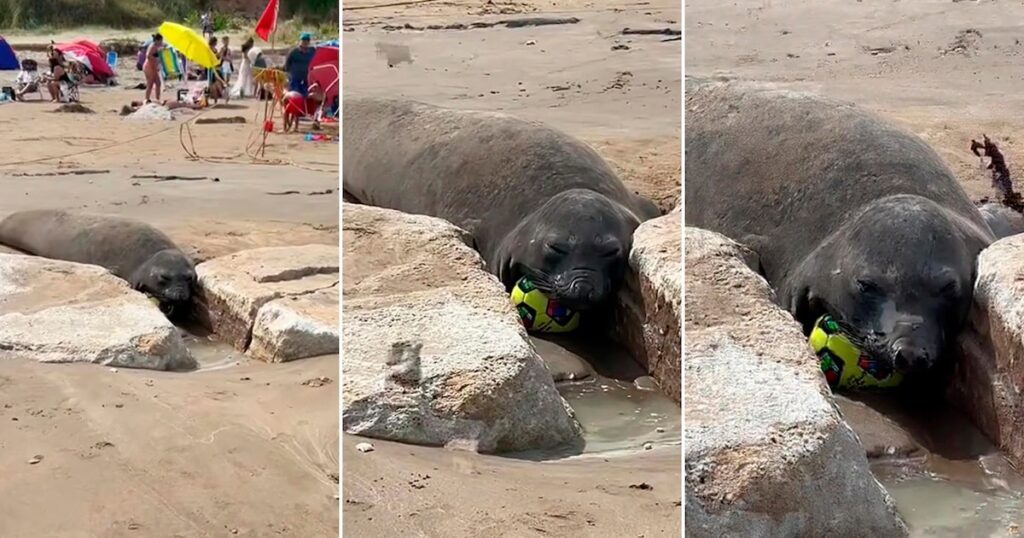 Un elefante marino les quitó la pelota mientras jugaban en una playa de Mar del Plata y el video sorprendió en las redes
