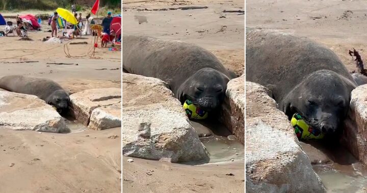 Un elefante marino les quitó la pelota mientras jugaban en una playa de Mar del Plata y el video sorprendió en las redes