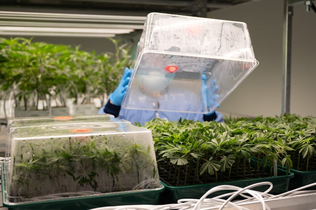 Una popularidad sin pruebas: el uso del cannabis para tratar un tipo de dolor crónico carece de evidencia científica | Salud y bienestar