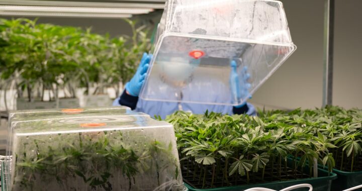 Una popularidad sin pruebas: el uso del cannabis para tratar un tipo de dolor crónico carece de evidencia científica | Salud y bienestar