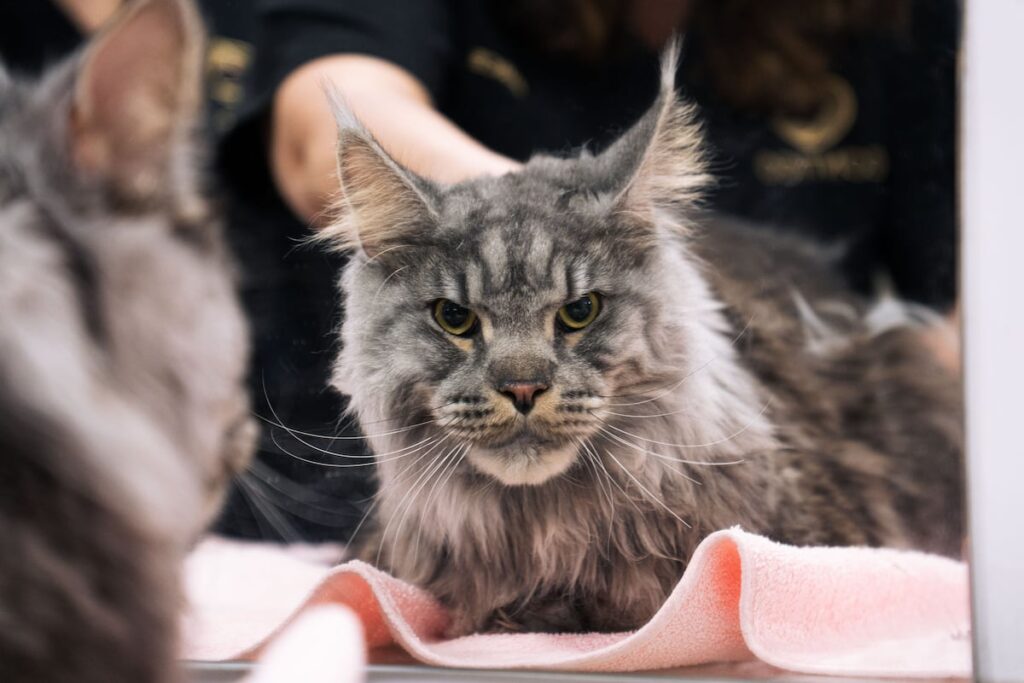 El mayor mapa genético del cáncer de los gatos abre la puerta a tratamientos compartidos con humanos | Salud y bienestar