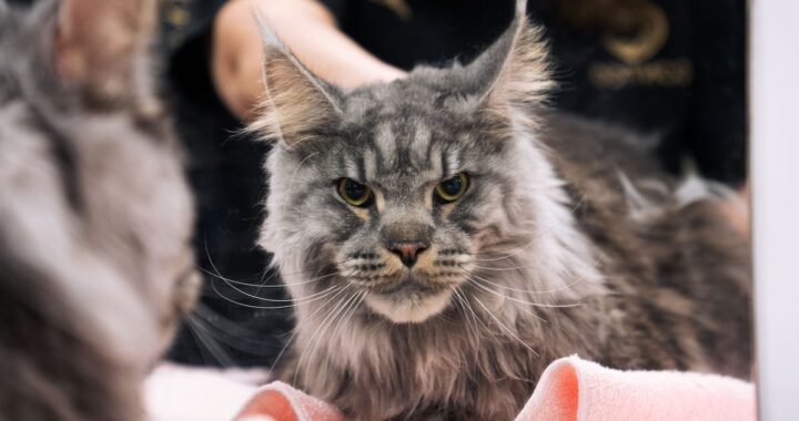 El mayor mapa genético del cáncer de los gatos abre la puerta a tratamientos compartidos con humanos | Salud y bienestar
