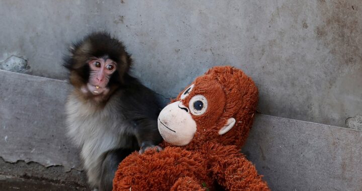 Un abandono, un peluche y un video que conmovió al mundo: la tierna historia del mono Punch