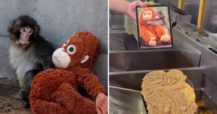 El mono Punch y su peluche ya tienen una versión en milanesa: el video que causó furor en las redes