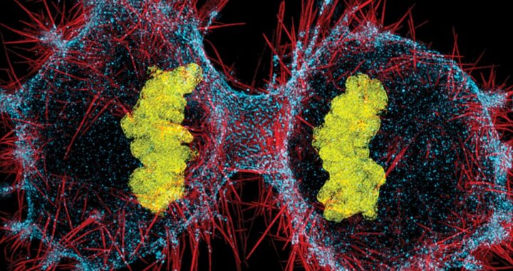 Unos virus primitivos que se propagan por el genoma humano, nuevo motor del cáncer | Salud y bienestar