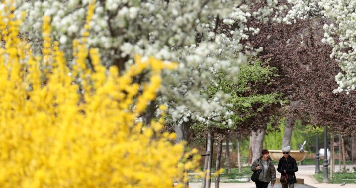 Los alérgicos afrontan una primavera difícil en España por la alta concentración de polen: “Nos encontramos ante la tormenta perfecta” | Sociedad