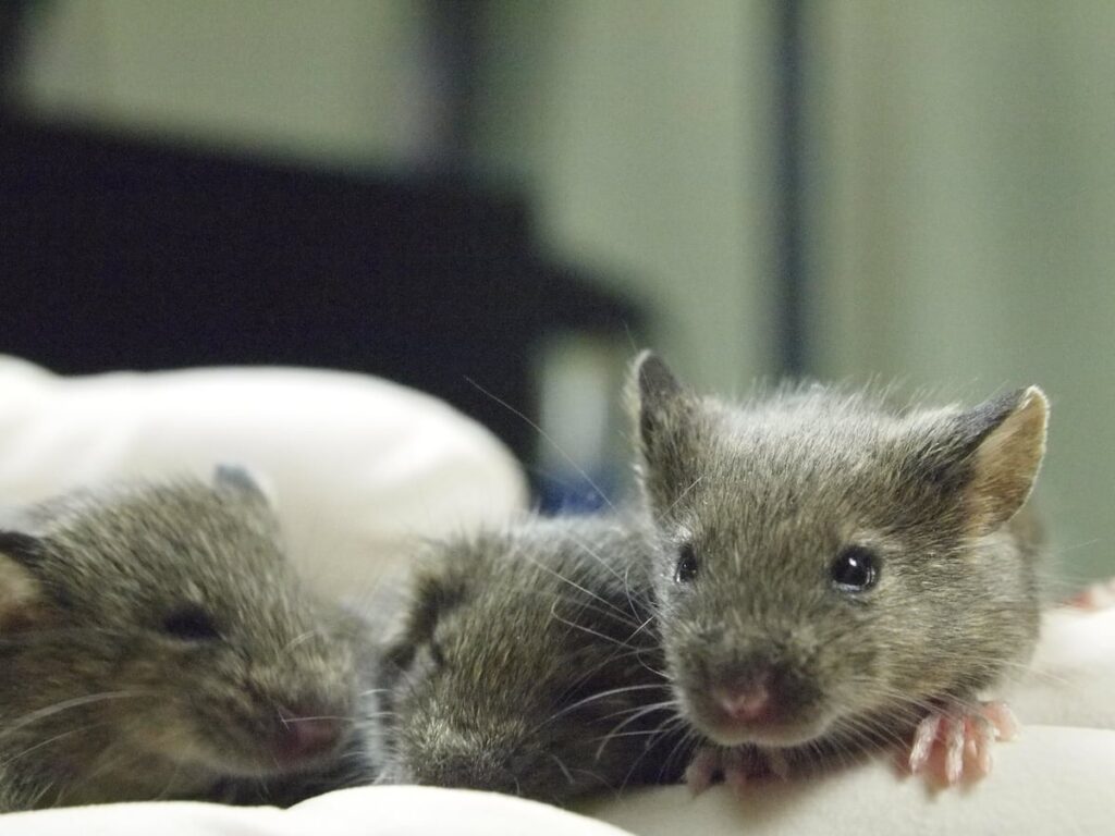 ¿Se puede clonar un ratón eternamente? Una investigación pone a prueba los límites de la ciencia | Ciencia