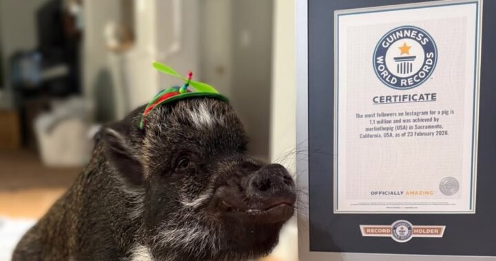 Viral en redes y récord Guinness: la vida de Merlin, el cerdo que “habla” y conquistó a más de un millón de seguidores