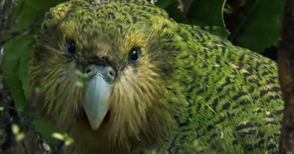 La historia viral del kakapo: cómo un “loro que no vuela” cautivó a miles y reaviva la lucha por su supervivencia