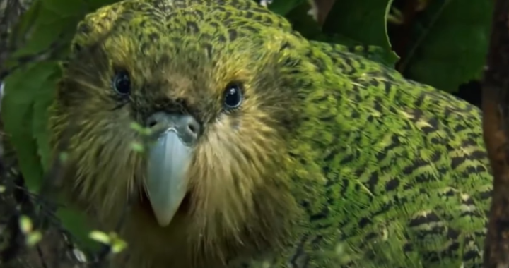 La historia viral del kakapo: cómo un “loro que no vuela” cautivó a miles y reaviva la lucha por su supervivencia