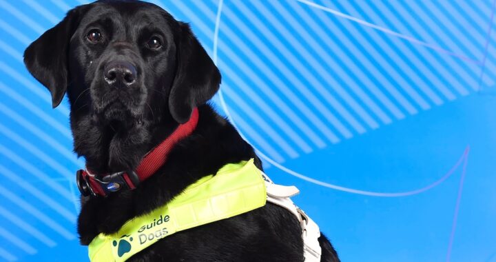Pickle, la perra guía que acompaña a una deportista paralímpica: confianza y apoyo emocional