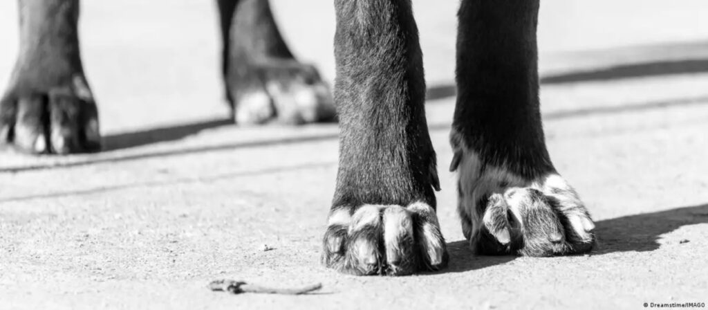 Utilizó IA para crear un tratamiento experimental y salvar a su perro del cáncer