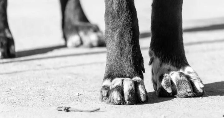 Utilizó IA para crear un tratamiento experimental y salvar a su perro del cáncer