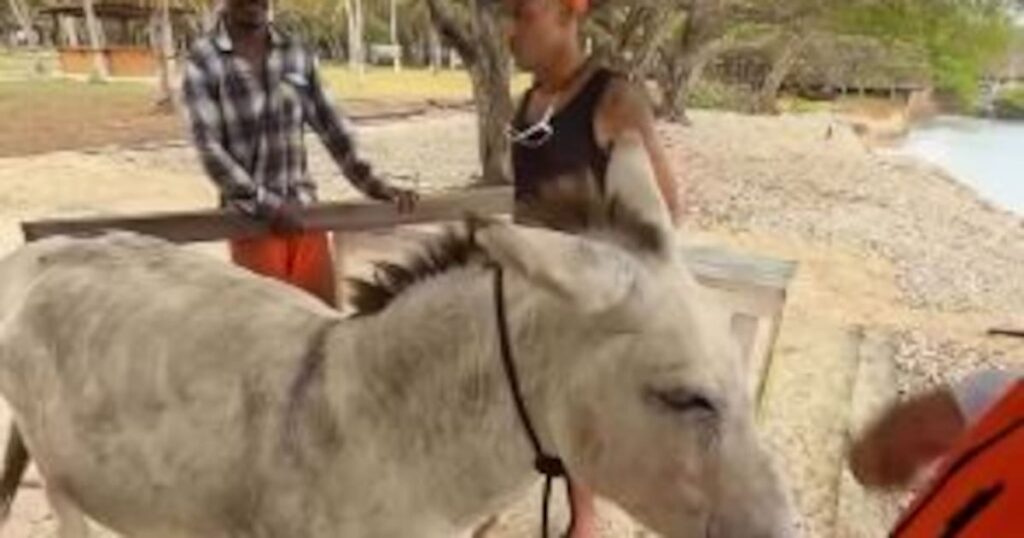 Apolo, el burro que usaban para practicar tiro al blanco en Islas del Rosario