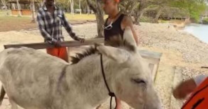 Apolo, el burro que usaban para practicar tiro al blanco en Islas del Rosario