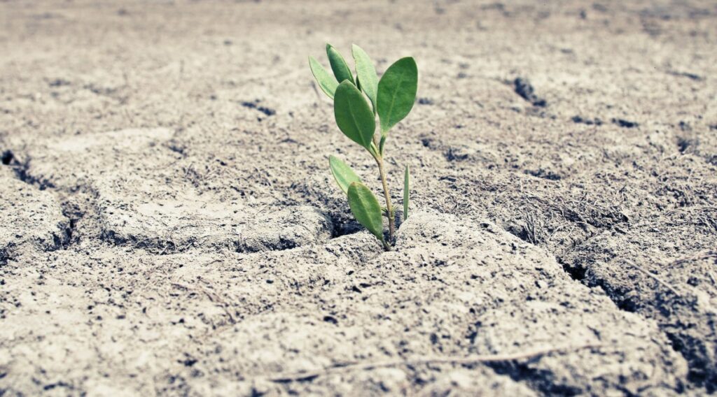Científicos chinos crean plantas modificadas genéticamente para brillar como las de Avatar