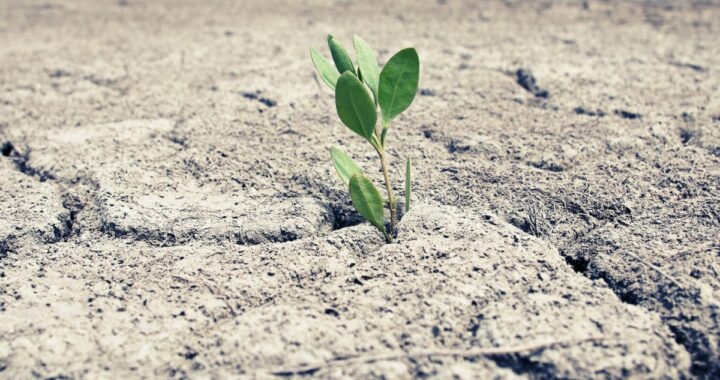 Científicos chinos crean plantas modificadas genéticamente para brillar como las de Avatar