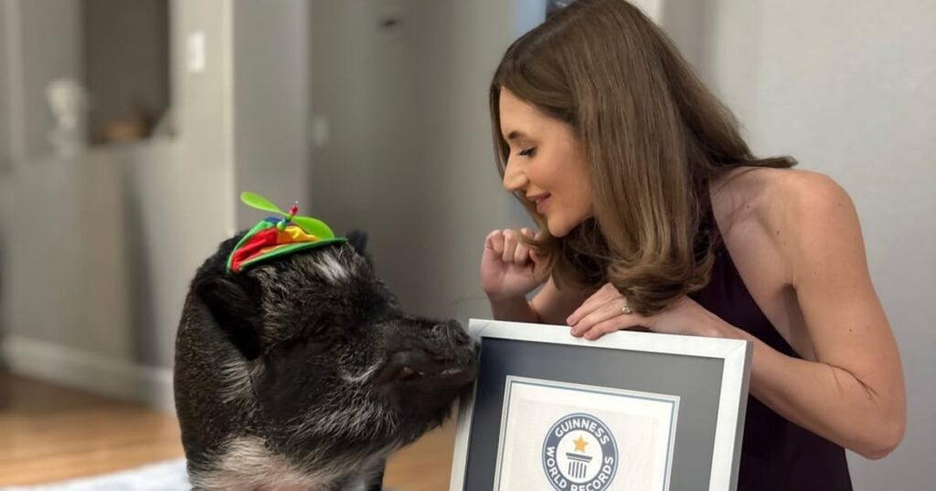Un cerdo llamado Merlin con un lazo en el cuello y una sonrisa traviesa