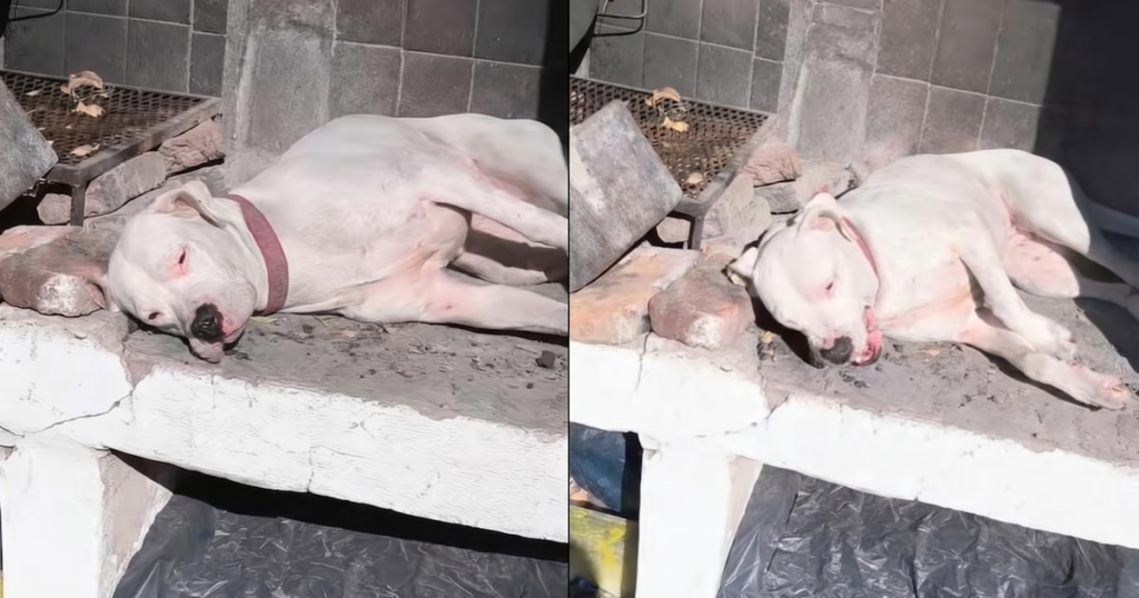 Una perra Dogo Argentino duerme profundamente sobre una parrilla al sol