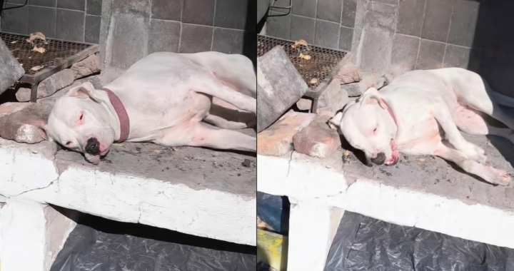 Una perra Dogo Argentino duerme profundamente sobre una parrilla al sol