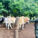 Agentes de Carabineros revisan aretes de identificación en reses recuperadas durante operativo contra el abigeato en zona rural