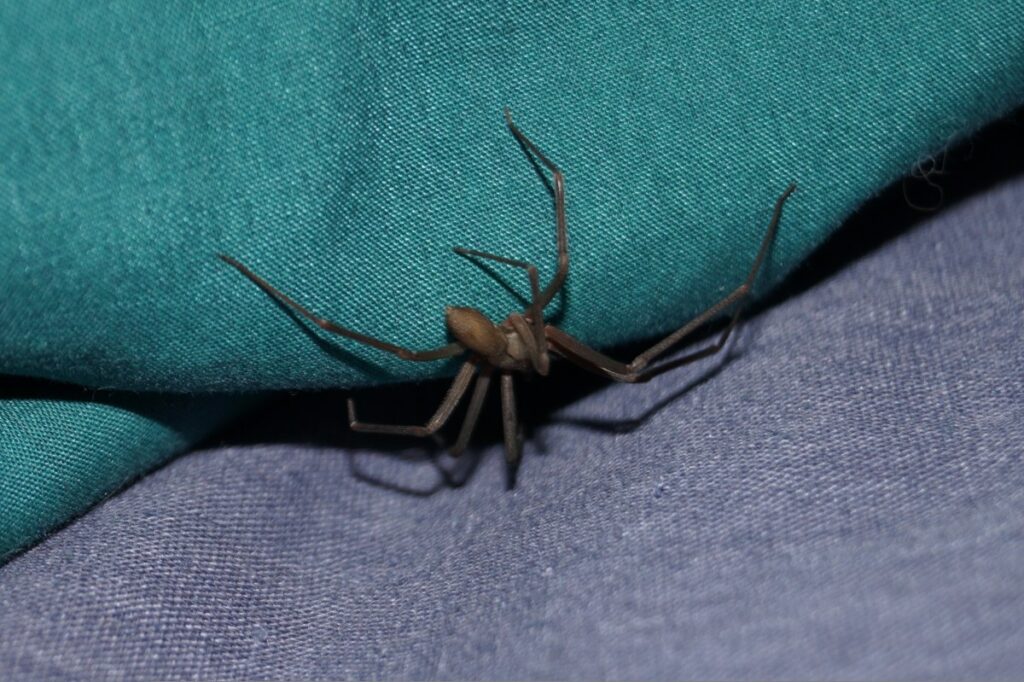 Pierna con herida necrosada por picadura de araña violinista, mostrando tejido enrojecido y desprendimiento de piel