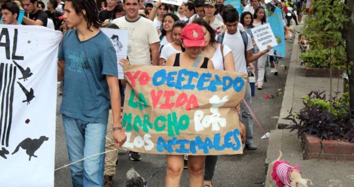 ¡Indignación y rechazo! Sin vida y con señales de tortura hallaron a burra de 3 meses